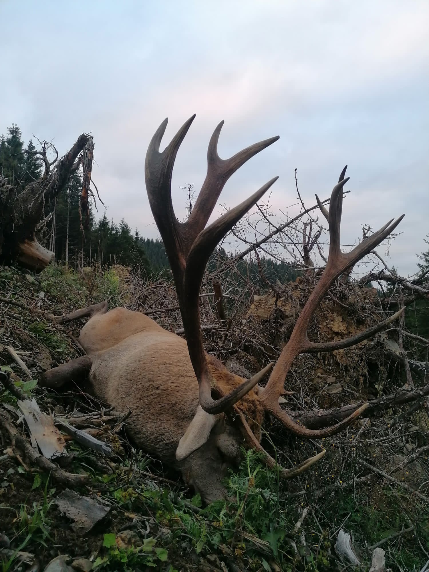 Trophy Hunting