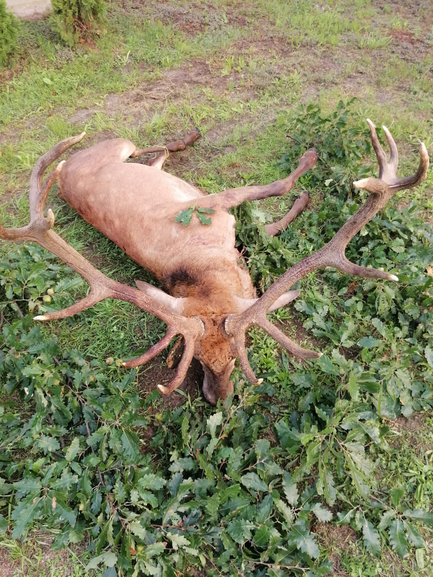 Red stag, Romania