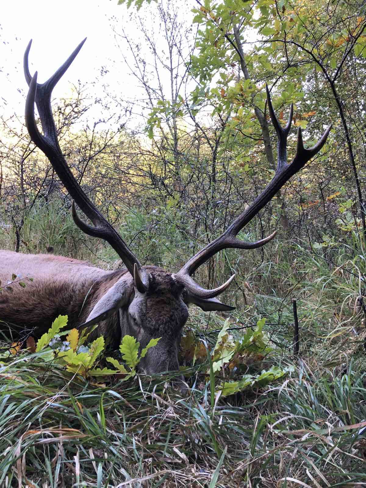 Red stag, Hungary