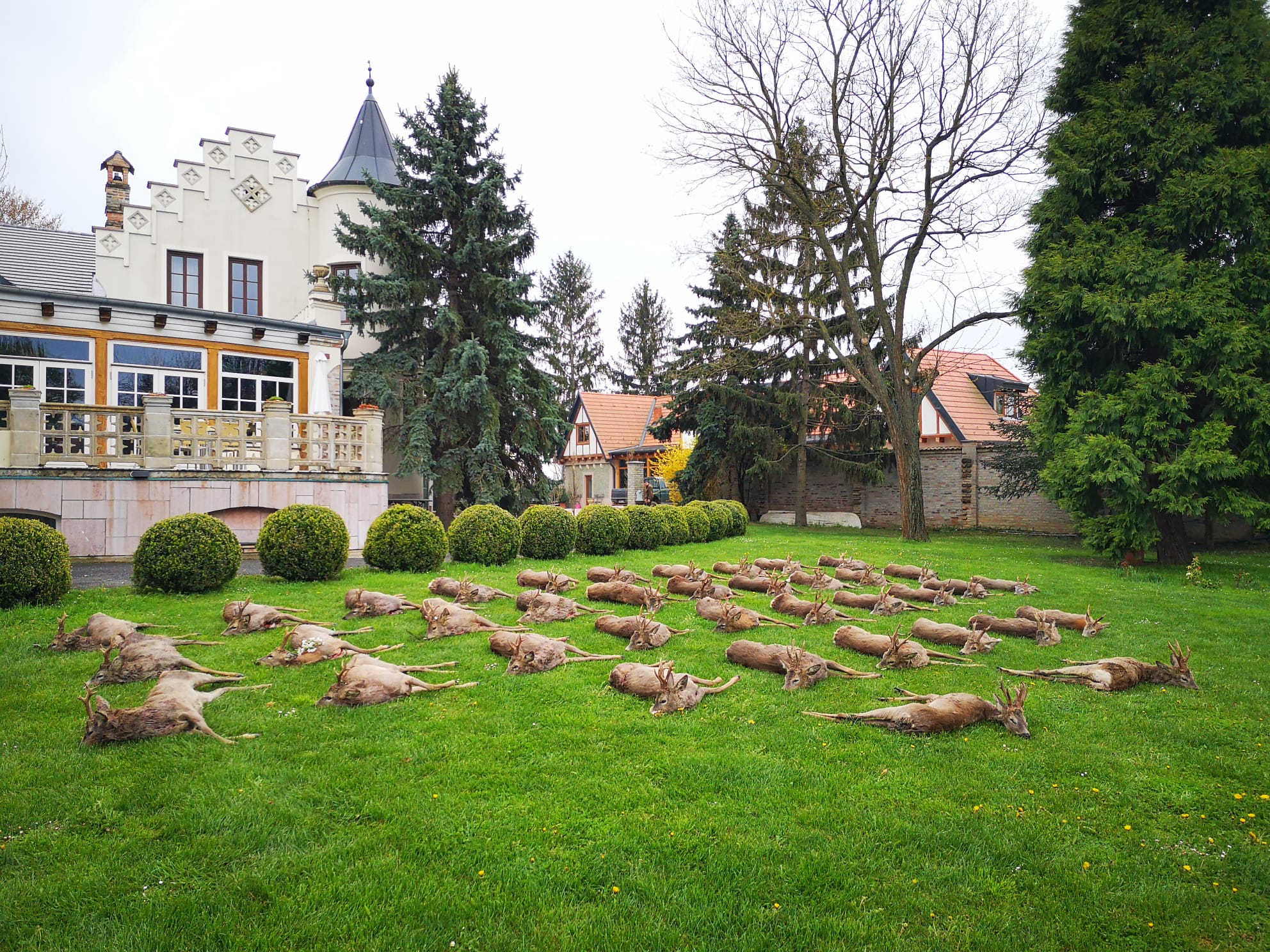 Roe bucks, Hungary