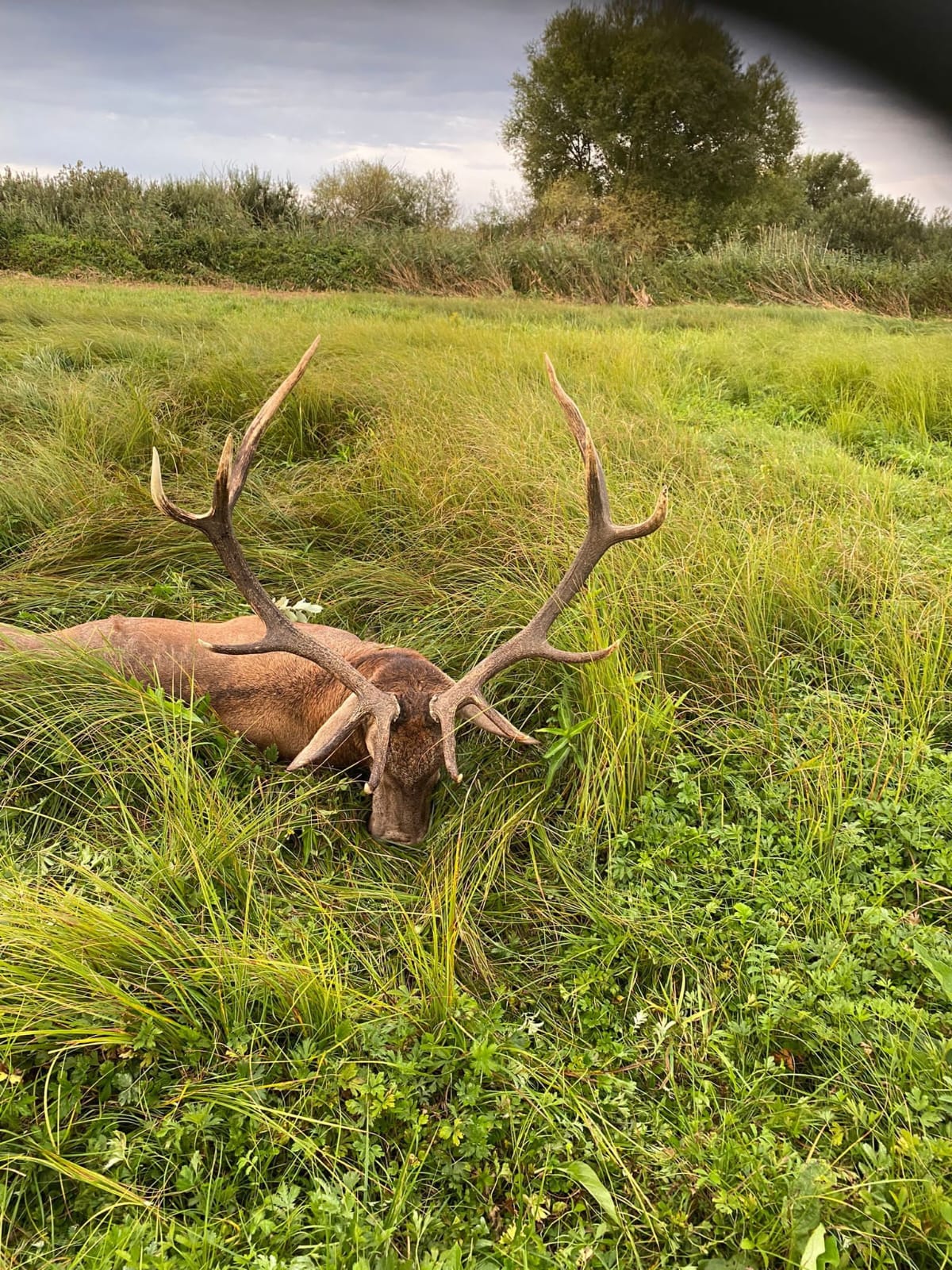 Red stag, Hungary