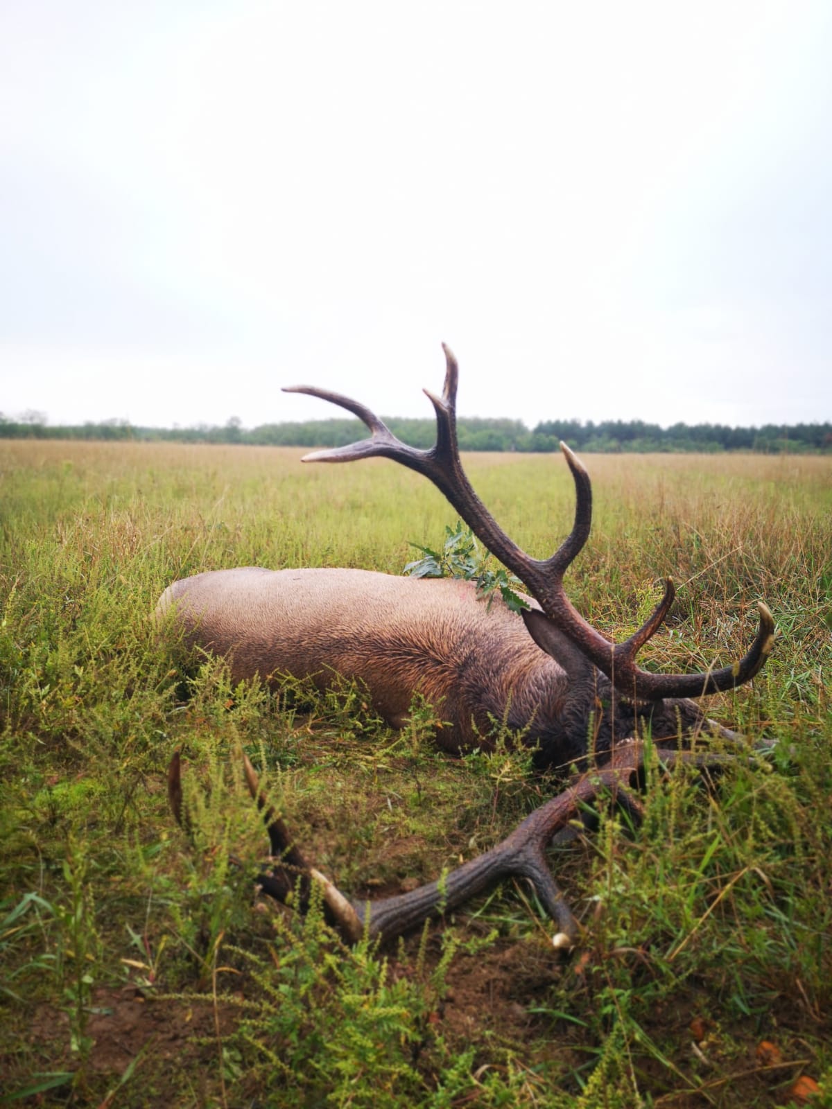 Red stag, Hungary