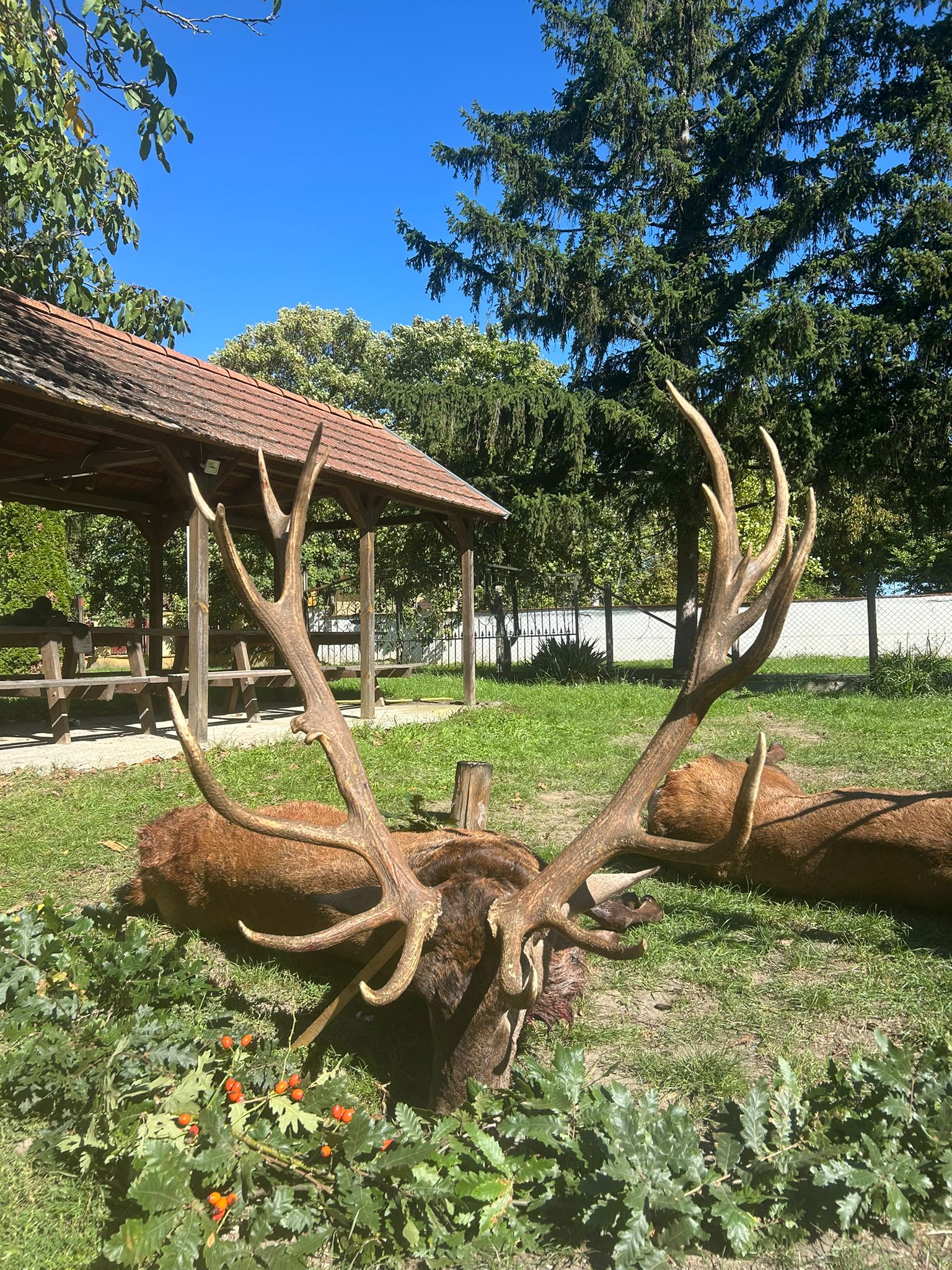Red stag, Hungary