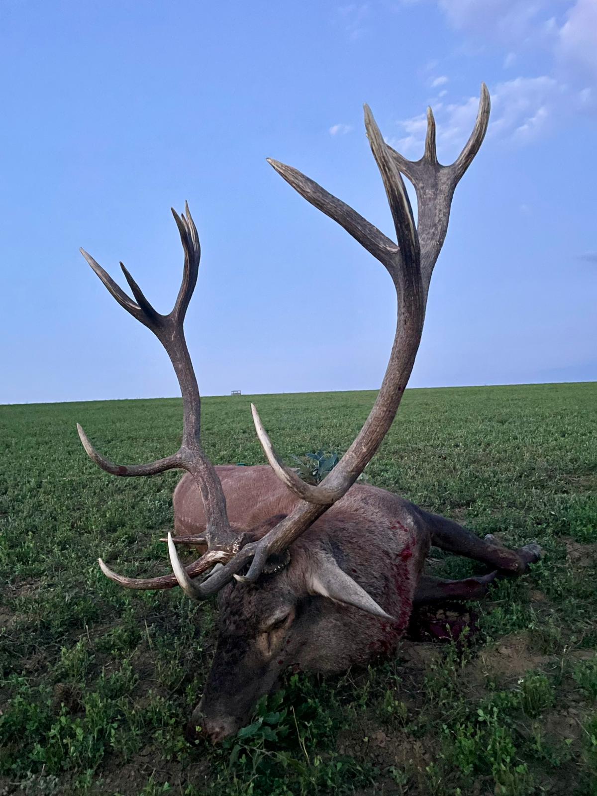 Red stag, Hungary