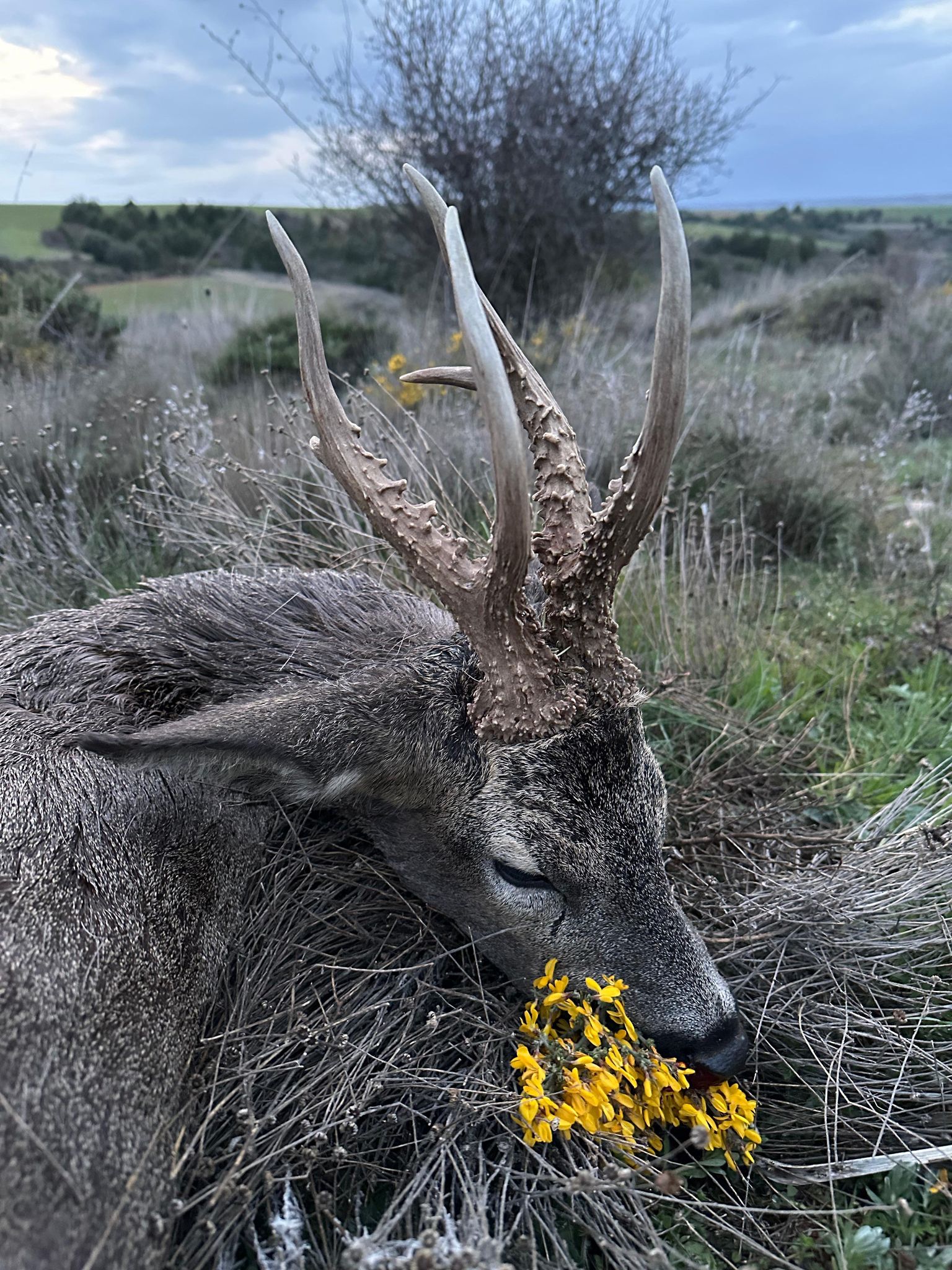 Roe buck, Hungary