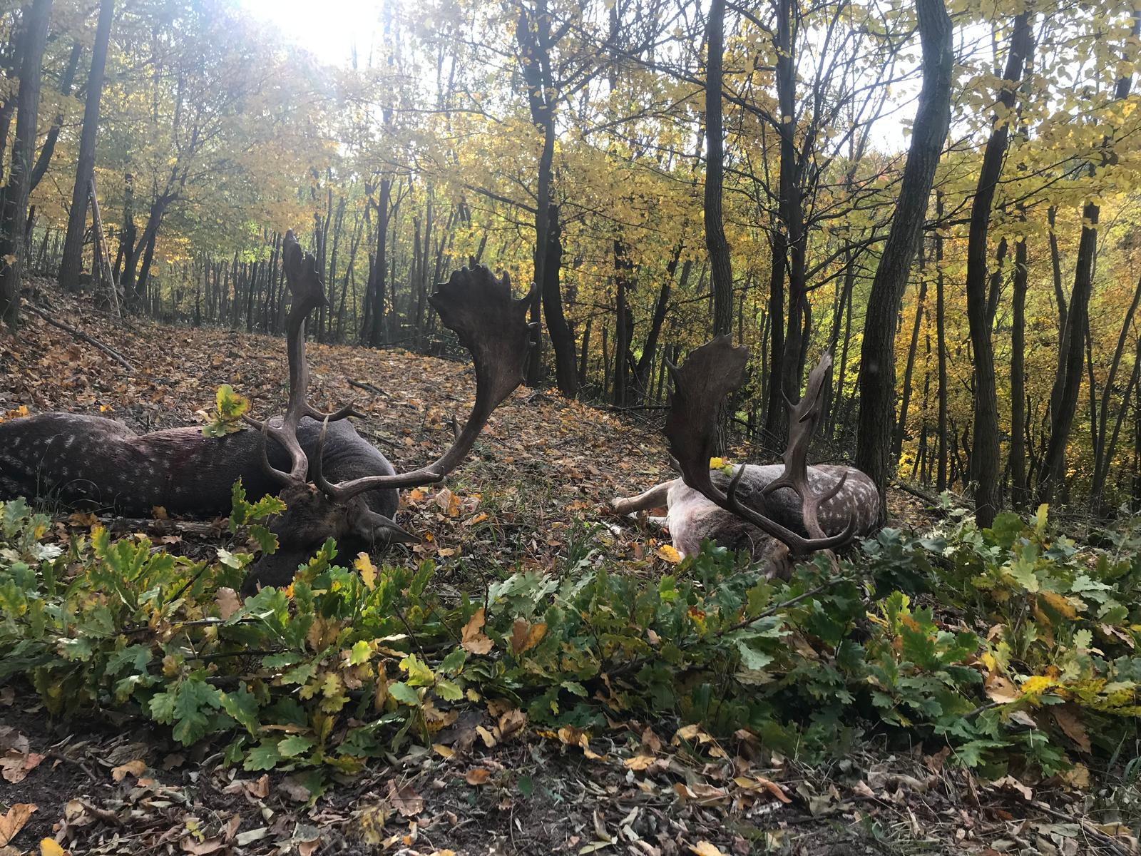 Fallow bucks, Hungary