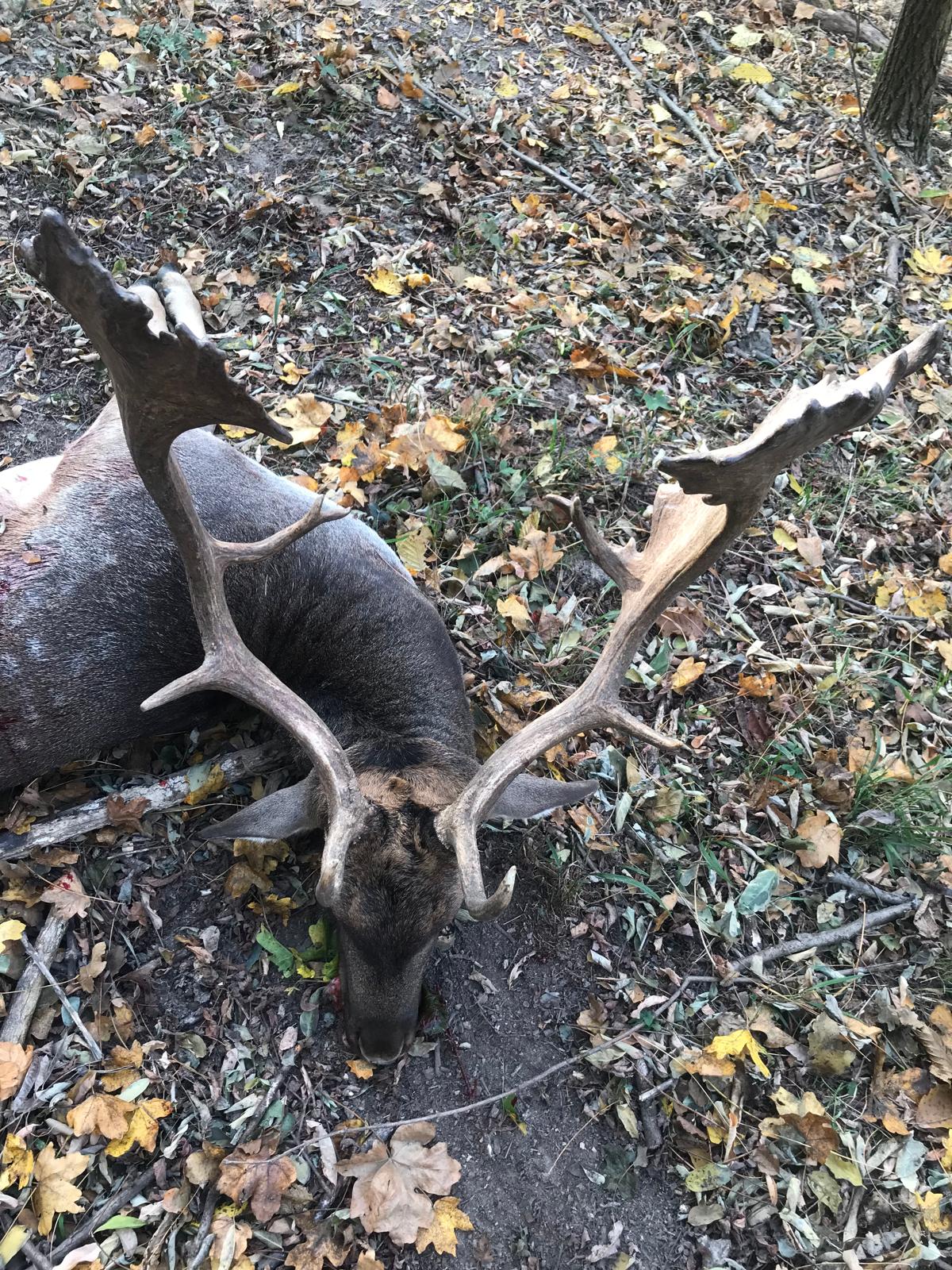 Fallow buck, Hungary
