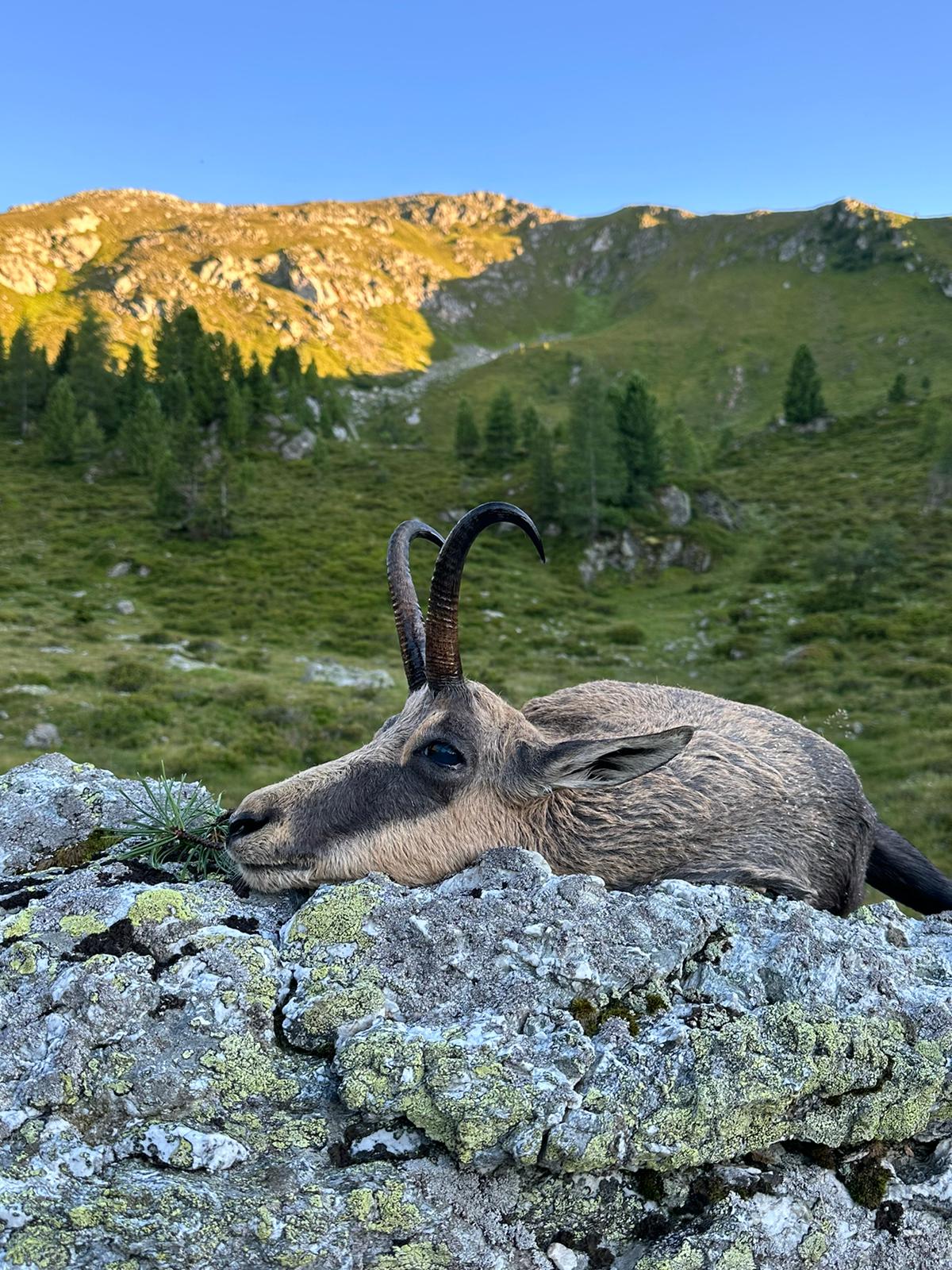 Guided Hunting Trips Worldwide