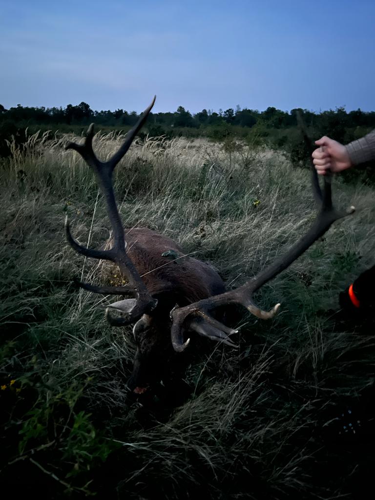 Red stag, Austria
