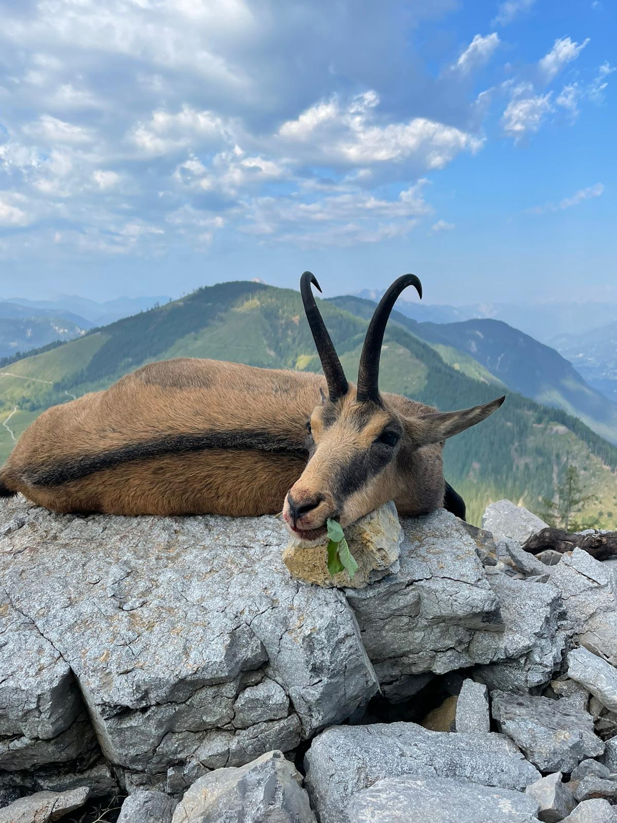 What Animals Can You Hunt in Europe