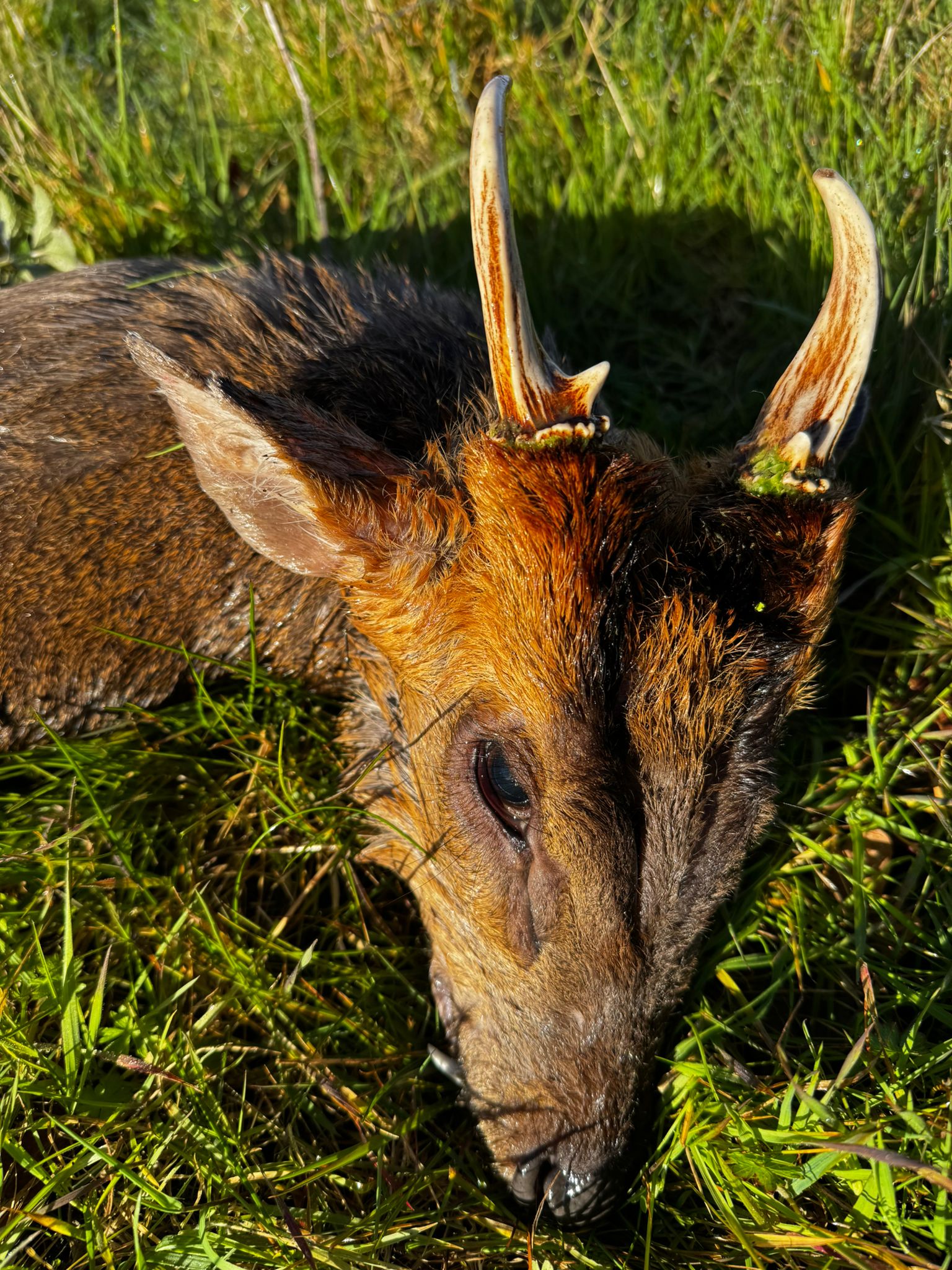 Muntjac, England