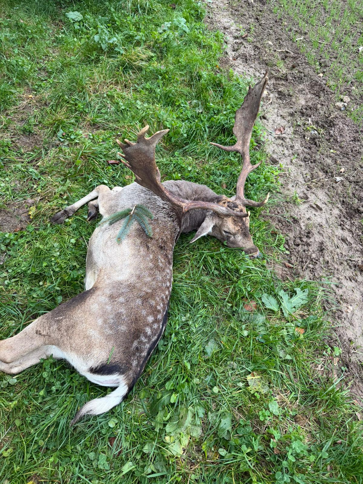Fallow buck, Scotland