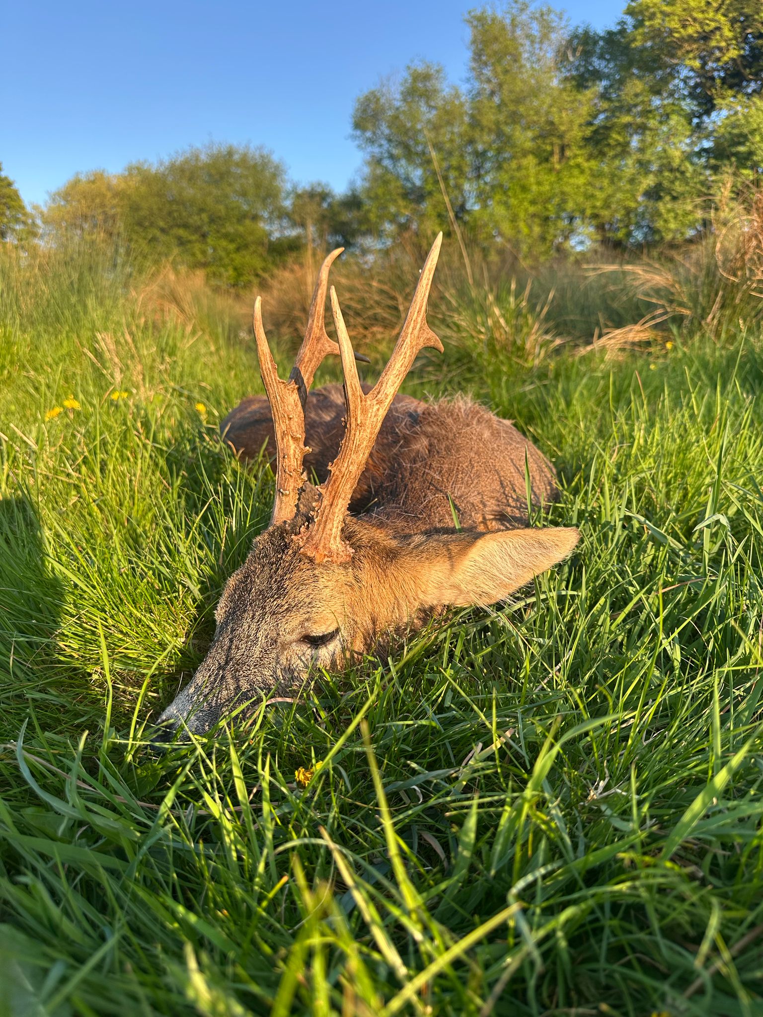 Roe buck, Scotland