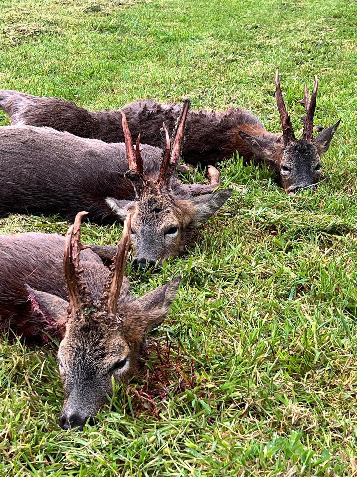 Roe bucks, Scotland