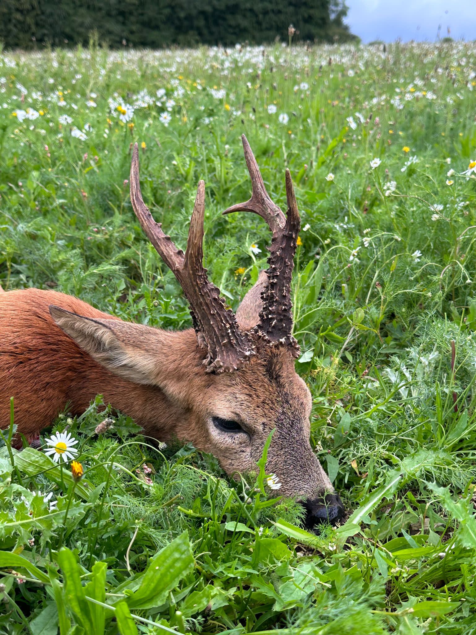 Roe buck, Scotland