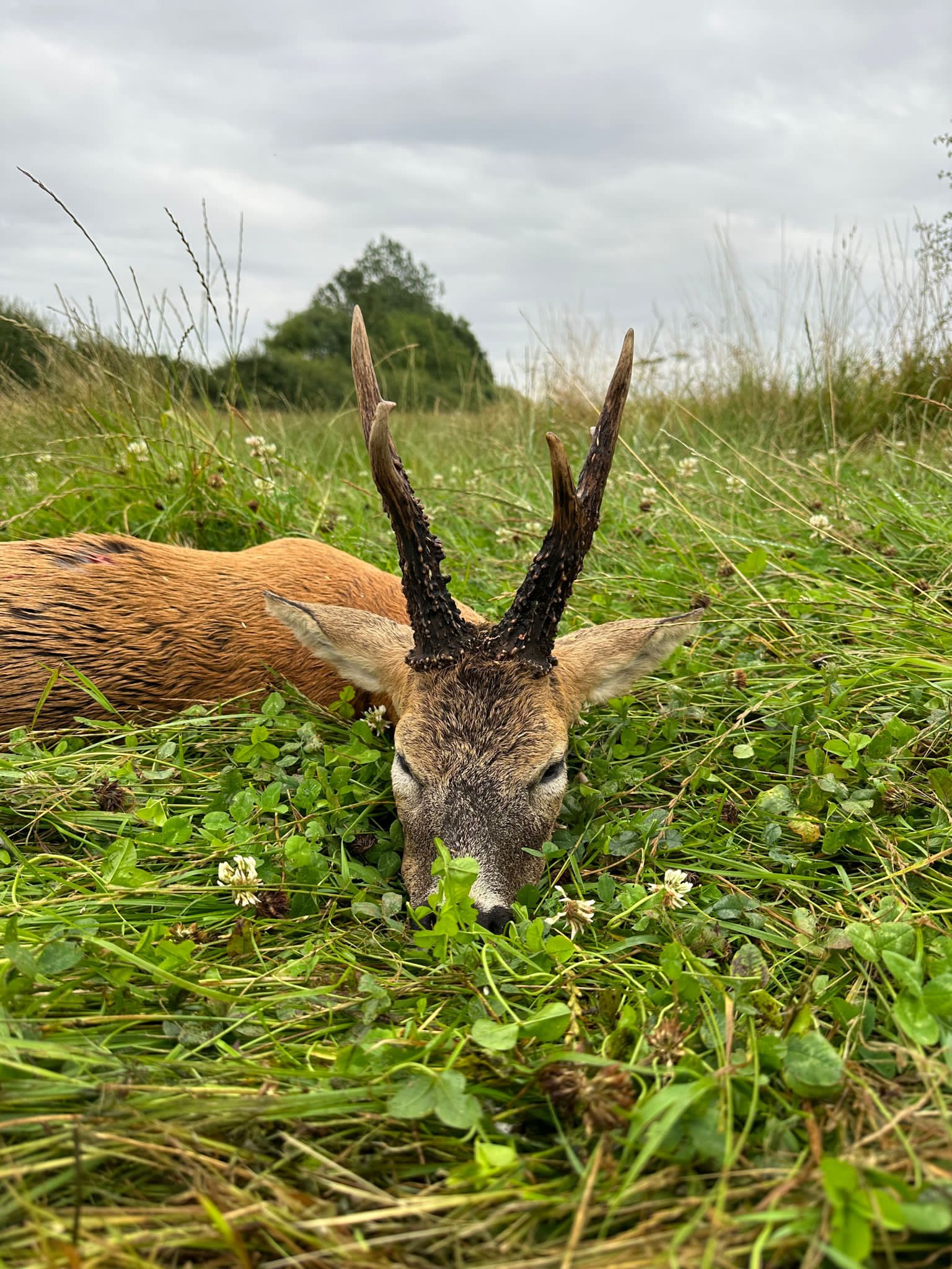 Roe buck, Scotland