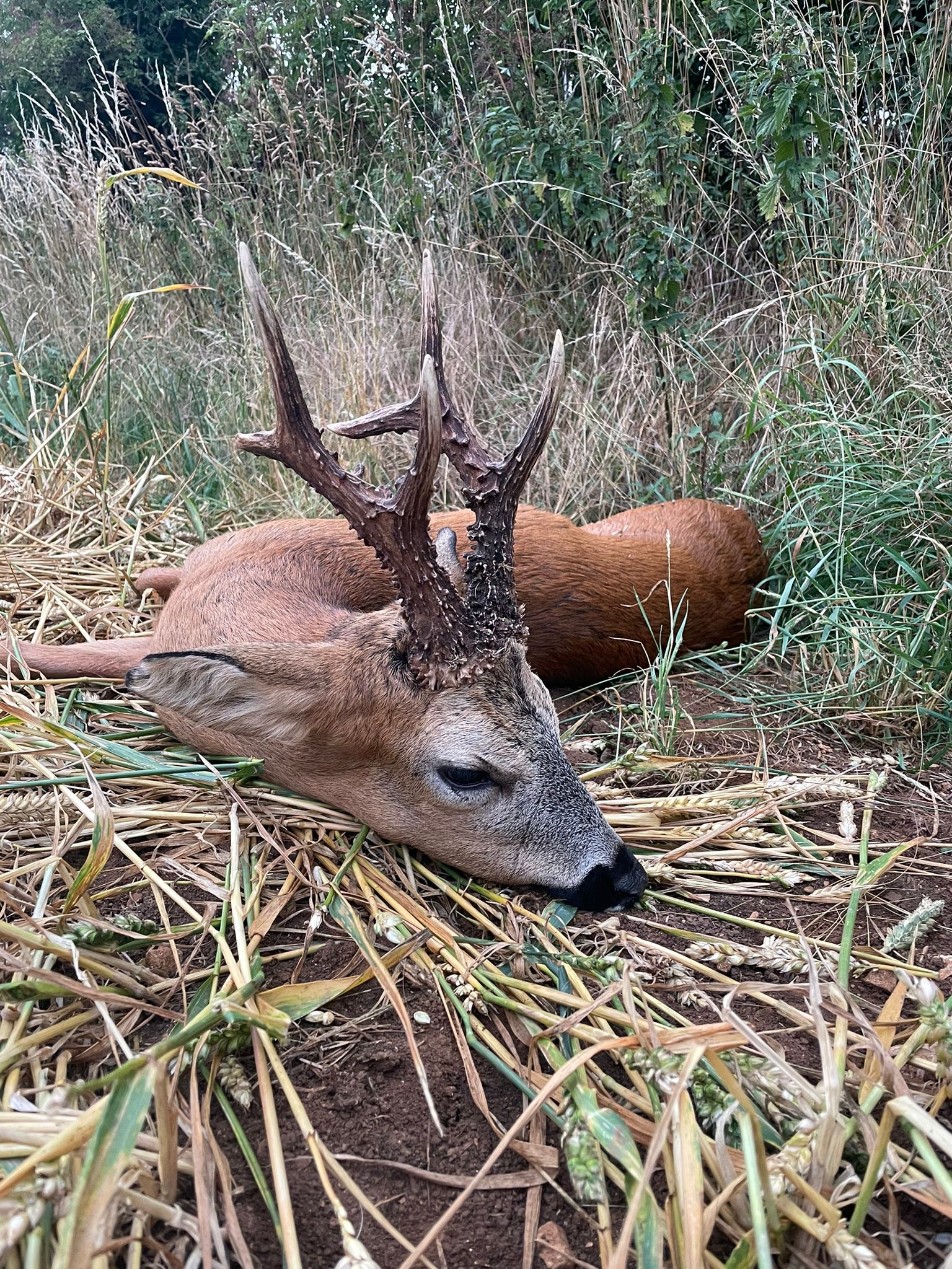 Roe buck, Scotland