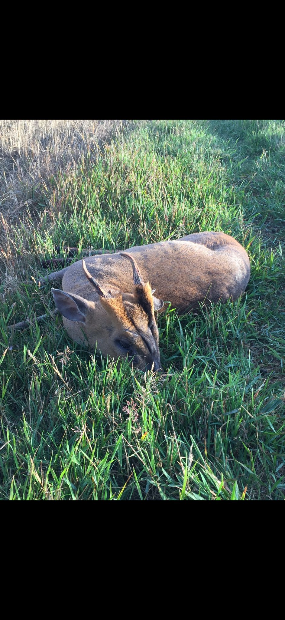 Muntjac, England