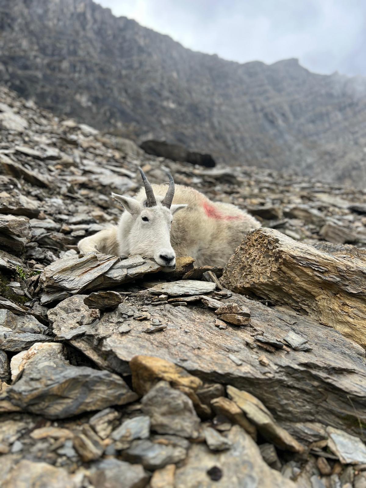 Mountain Hunting