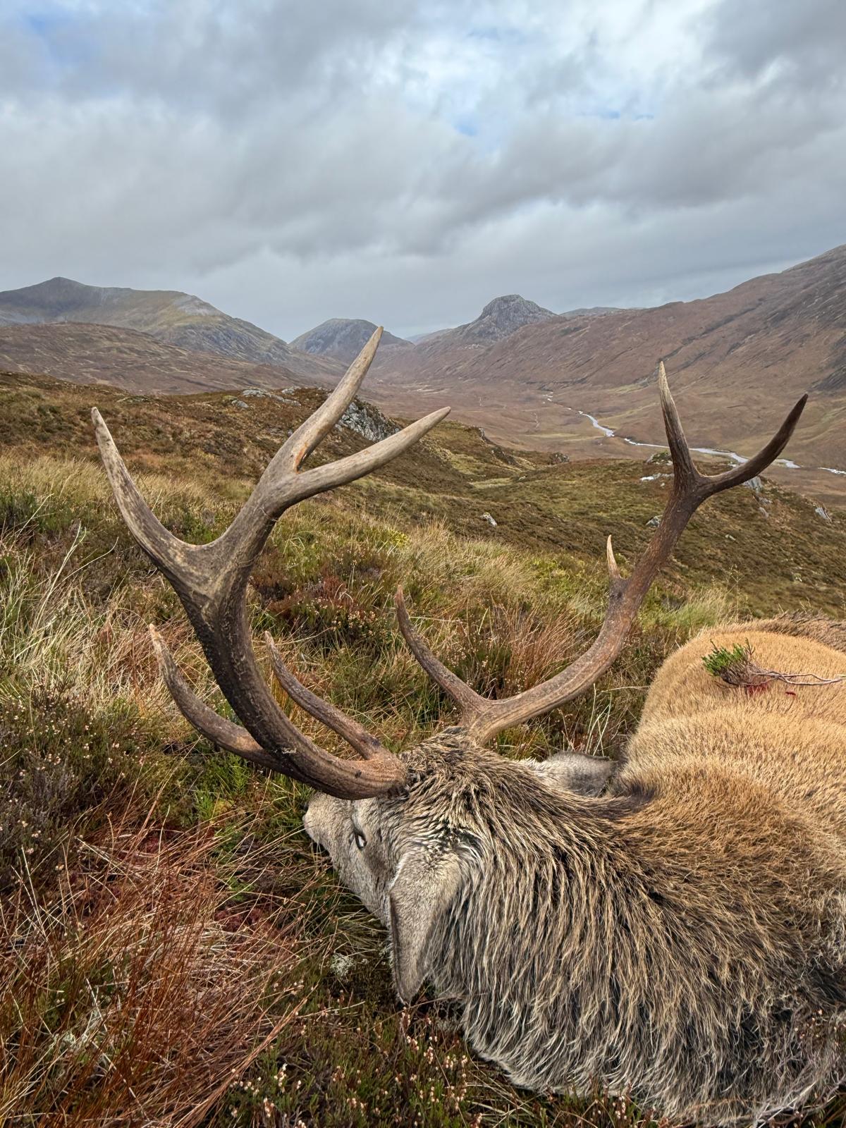 Red Stag Stalking Scotland