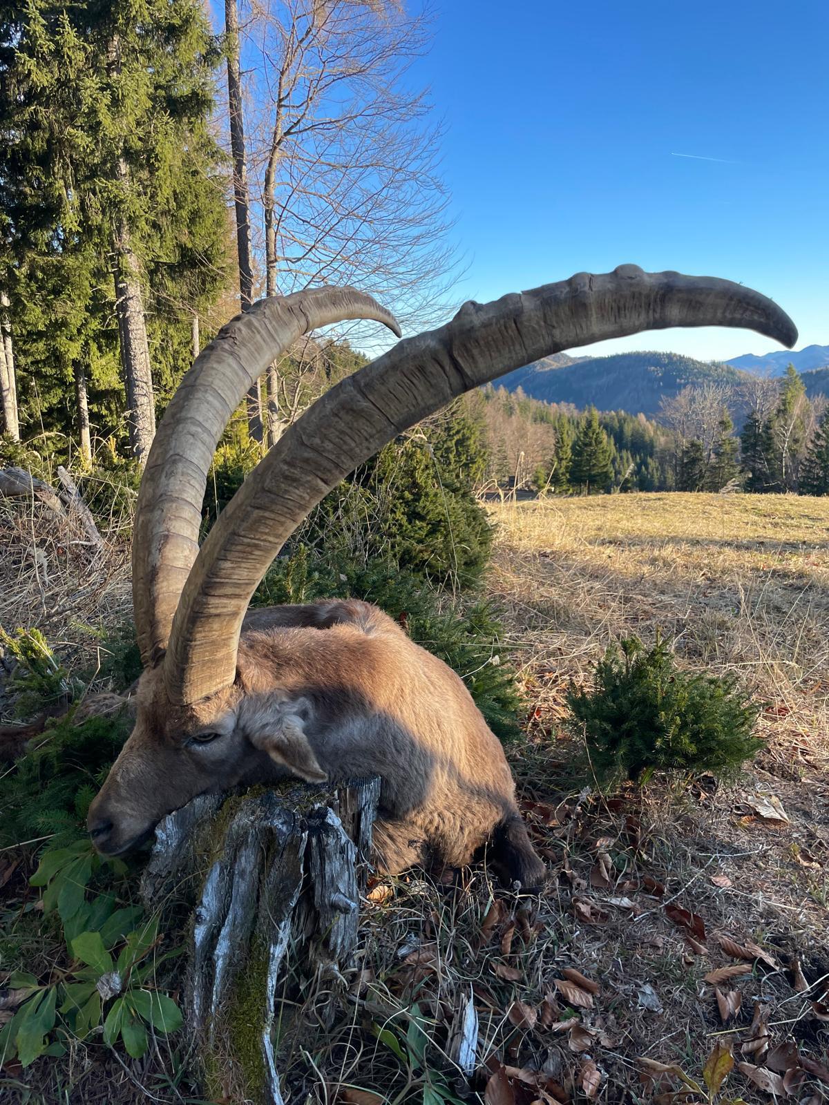 Alpine ibex, Austria