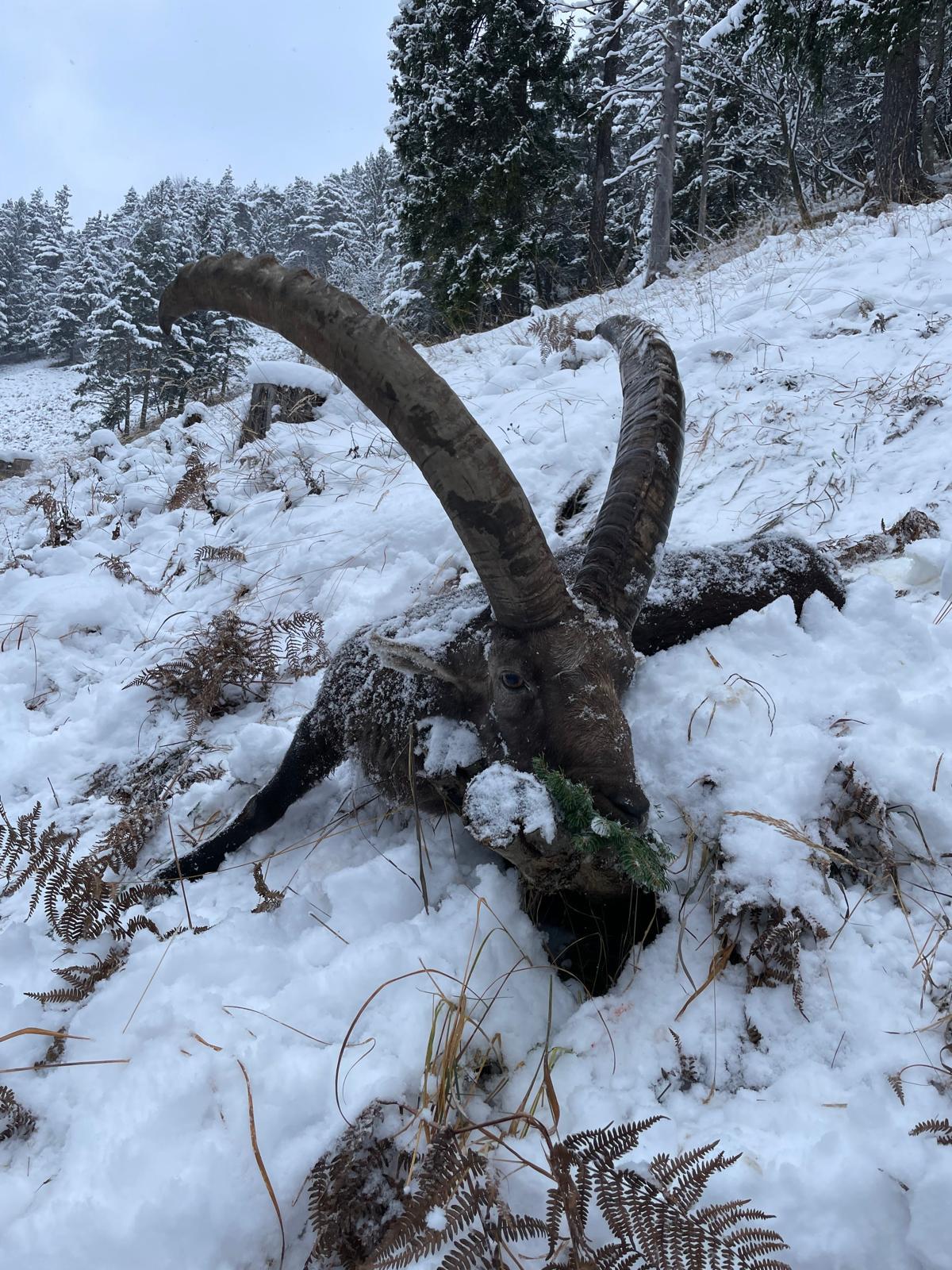 Alpine ibex, Austria