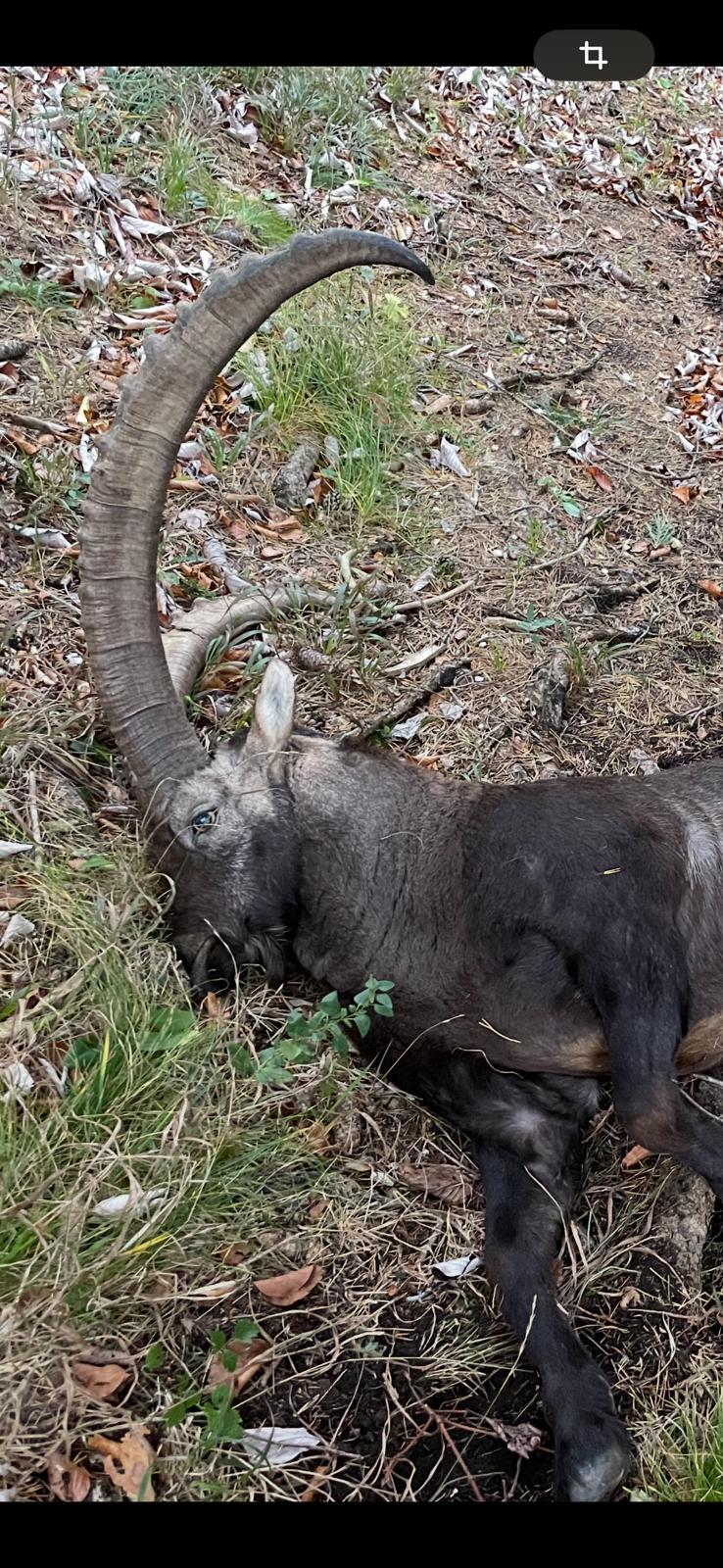 Alpine ibex, Austria