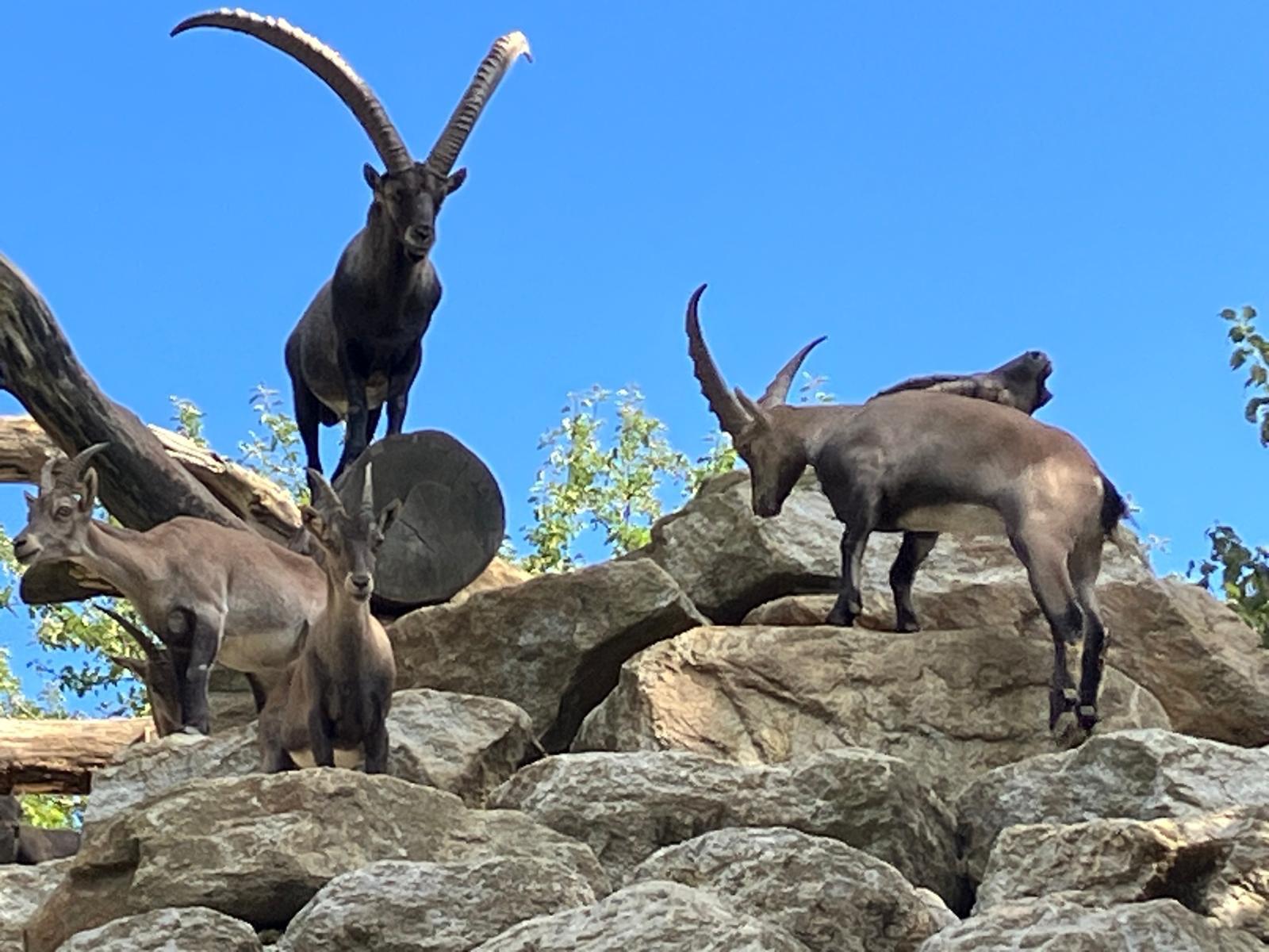 Alpine ibex on the rocks of a mountain ridge, Austria