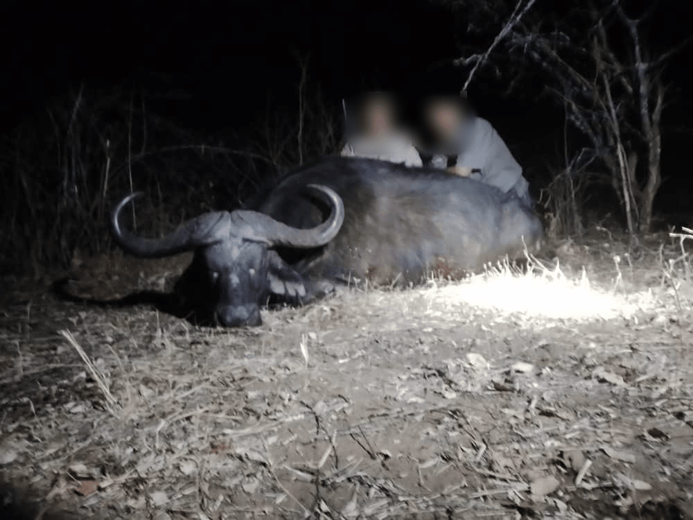 Buffalo Hunting Africa