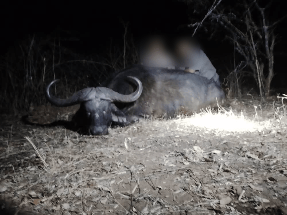Buffalo Hunting Africa