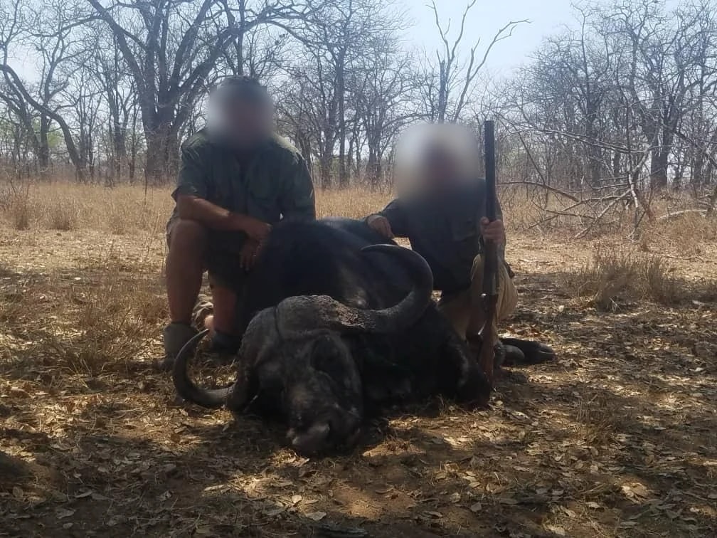 Cape buffalo, Africa