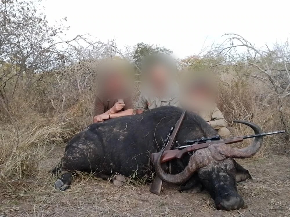 Tracking Cape Buffalo in Africa