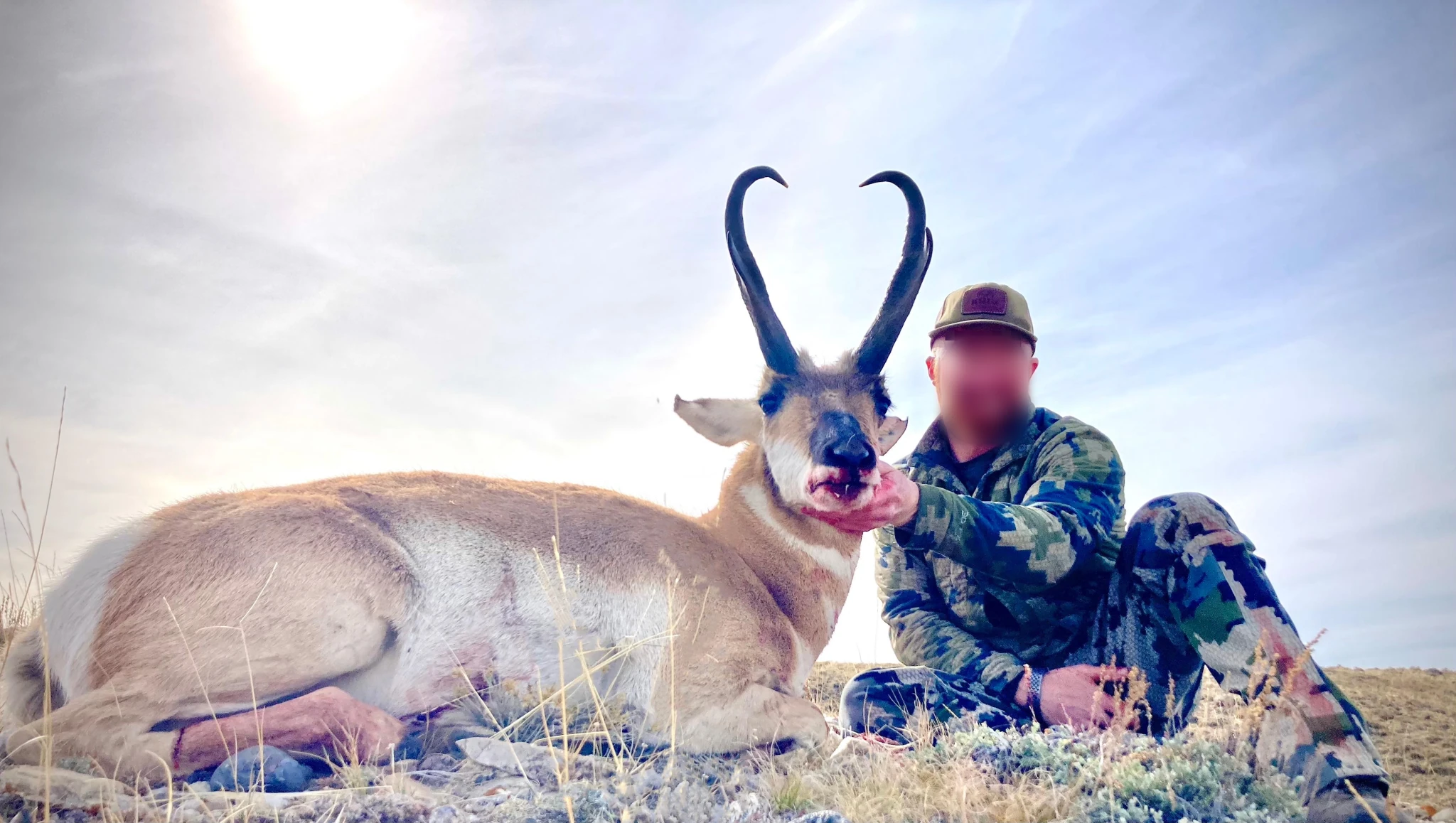 Pronghorn, North America