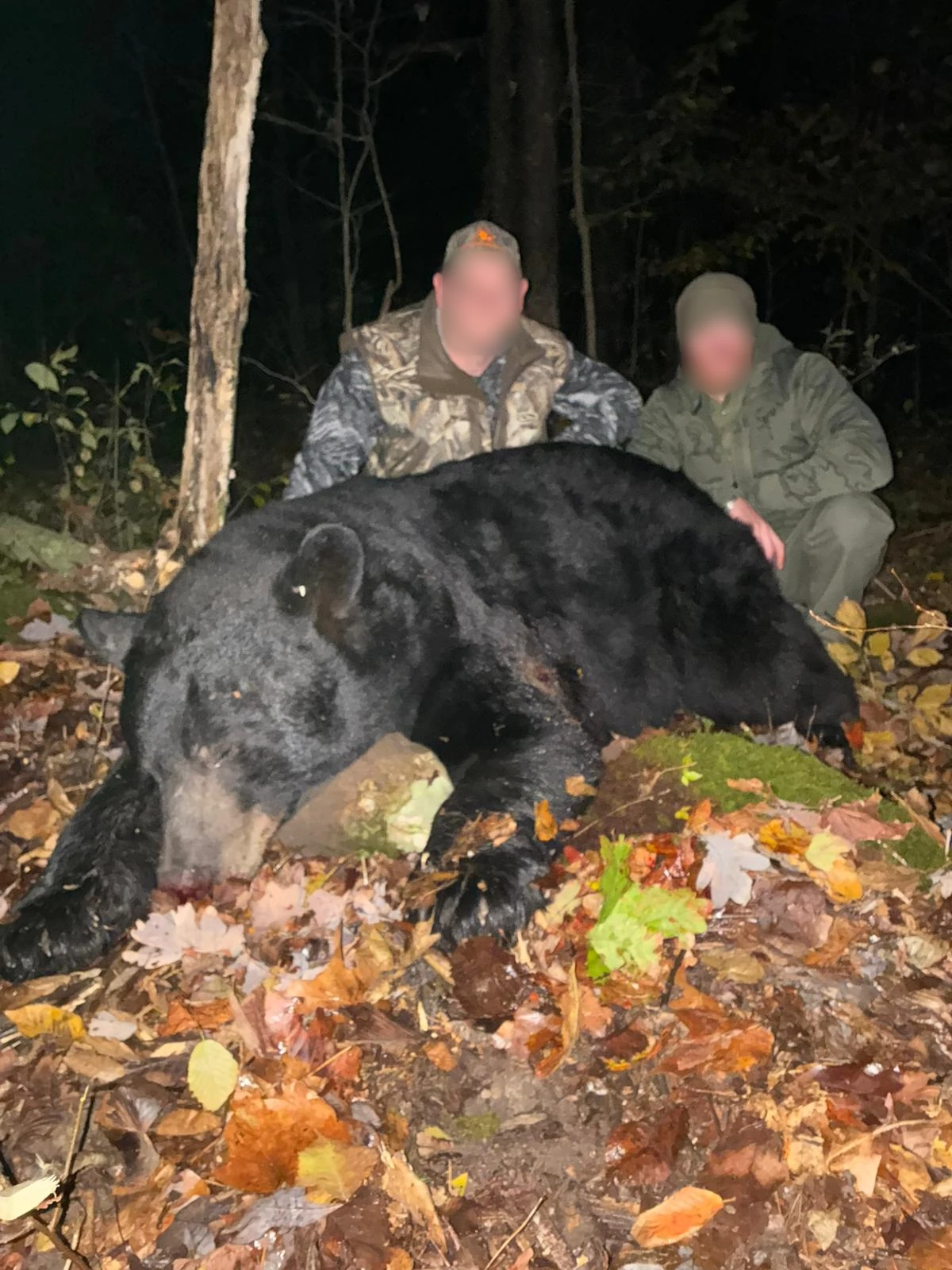 Black bear, North America