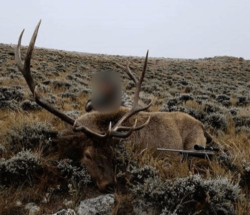 Elk, North America