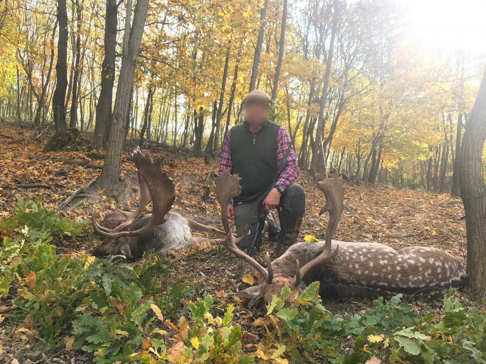 Fallow bucks, Hungary