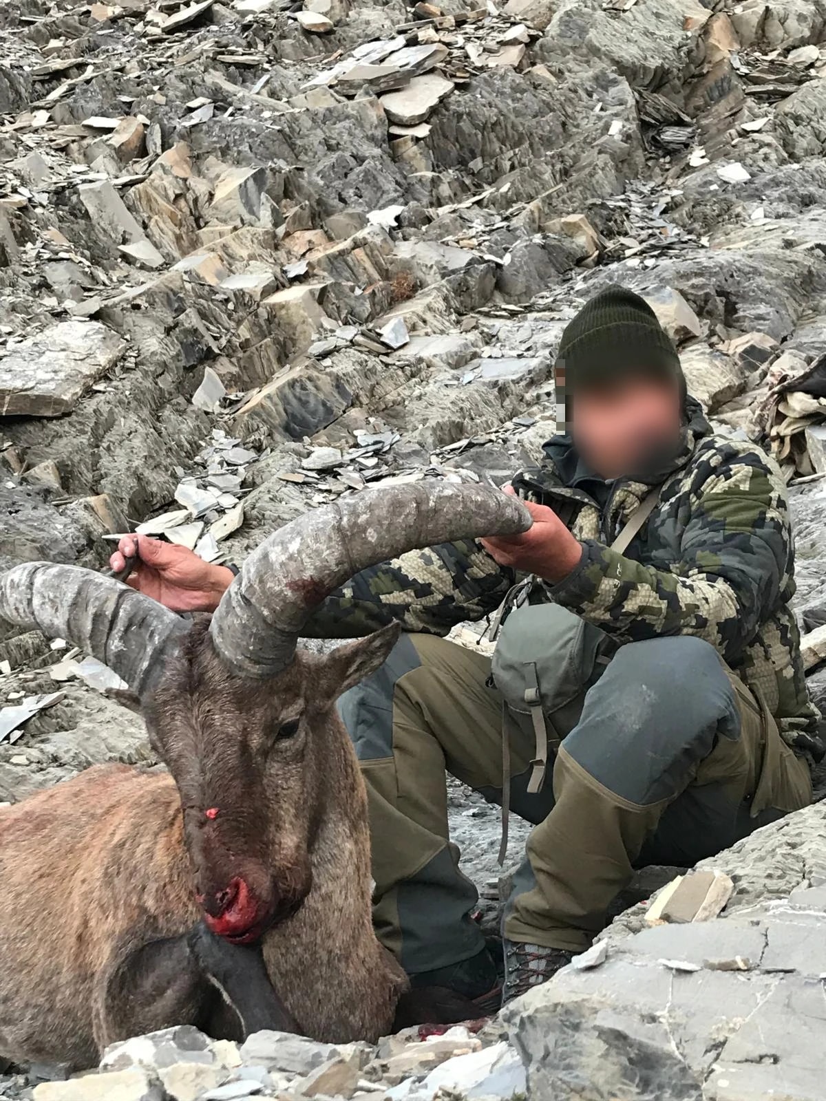 Siberian ibex, Russia