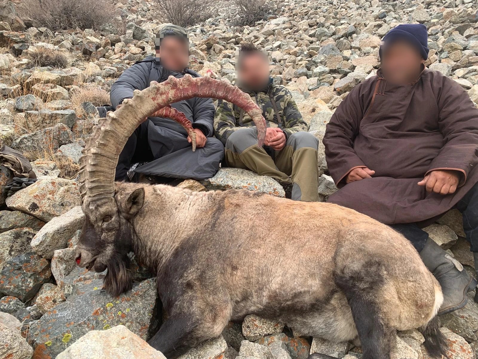 Siberian ibex, Mongolia