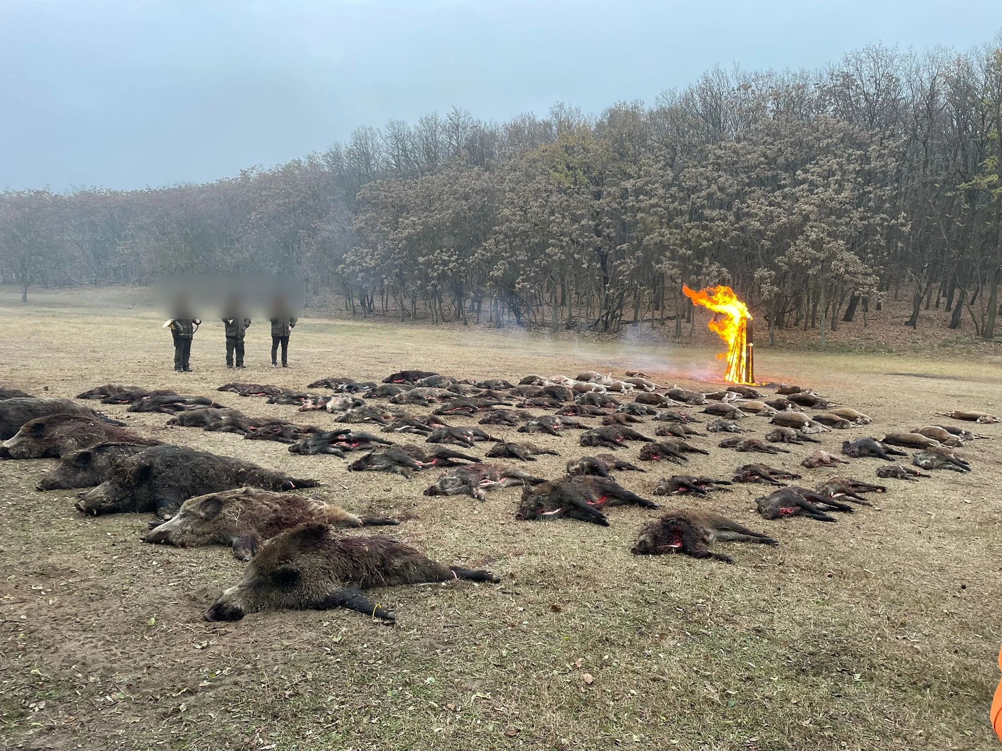A day's bag of wild boar laid out beside a bonfire at the edge of a Hungarian forest after a driven hunt