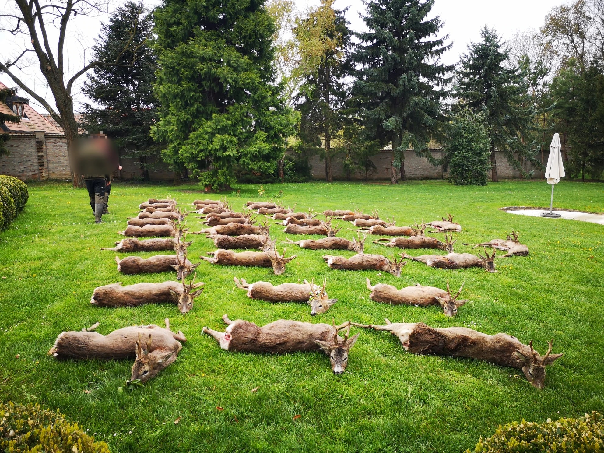 Roe bucks, Hungary