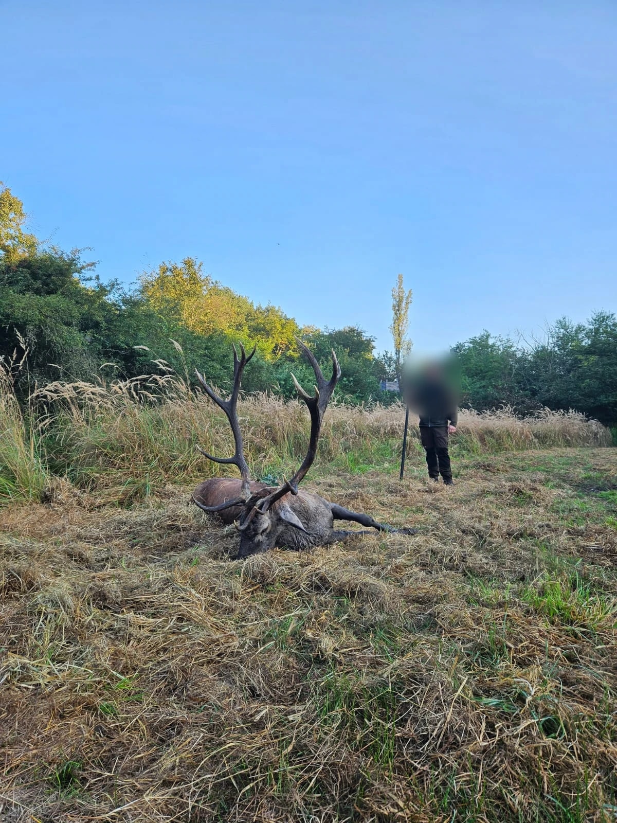 Red stag, Hungary