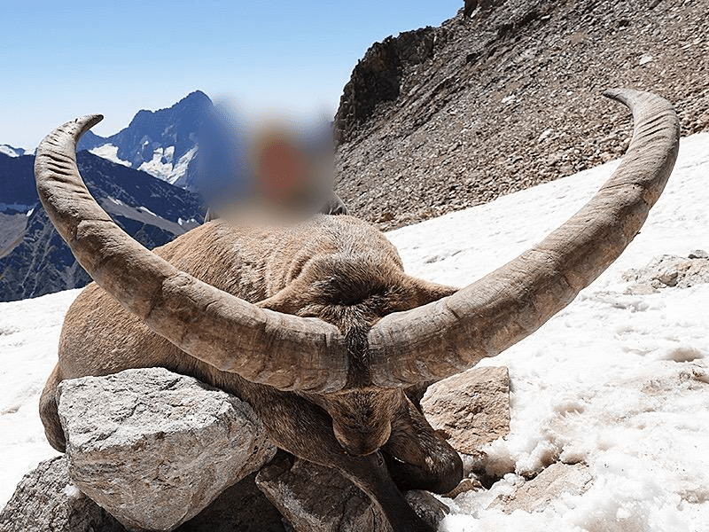 Siberian ibex, Russia