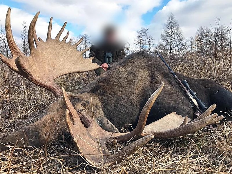Moose, Russia