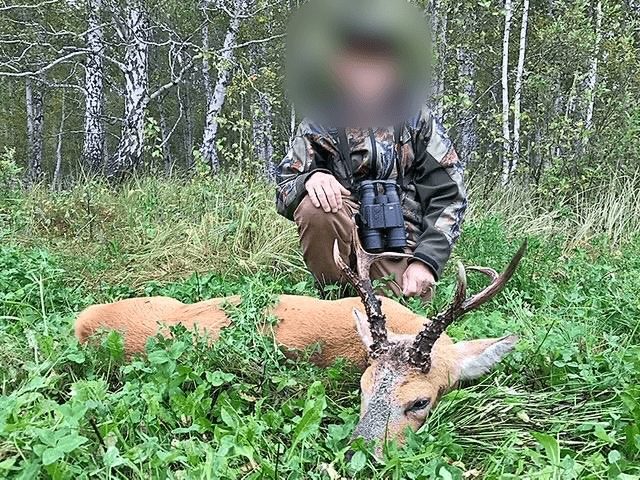 Siberian roe buck, Russia