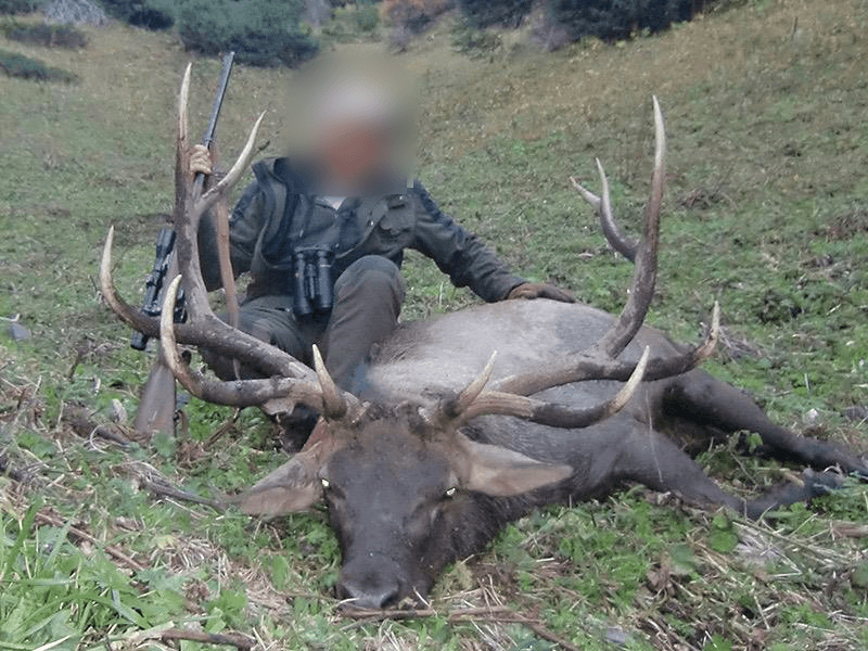 Maral stag, Russia
