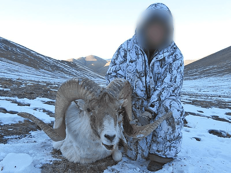 Marco Polo sheep, Central Asia