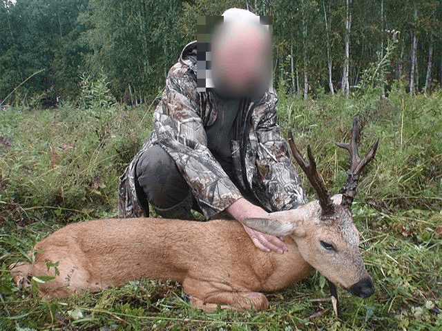 Siberian roe buck, Russia