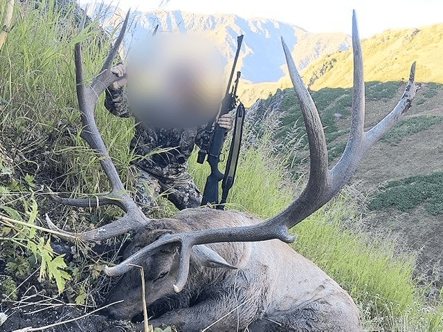 Maral stag, Russia