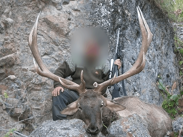 Maral stag, Russia