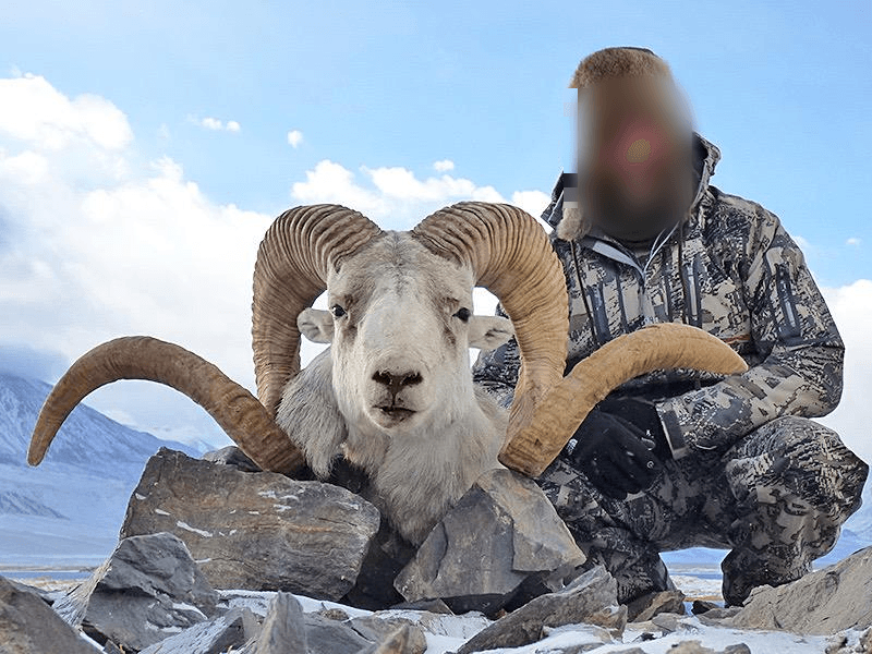 Marco Polo sheep, Central Asia